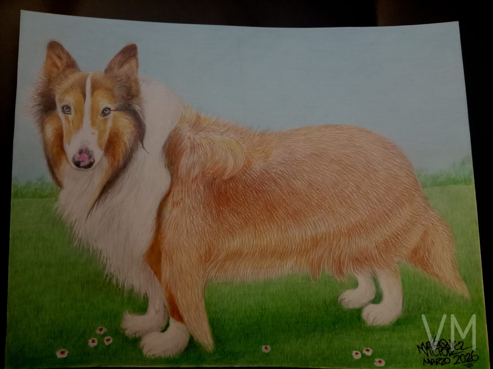 Retrato a color de un hermoso collie en un campo verde con flores