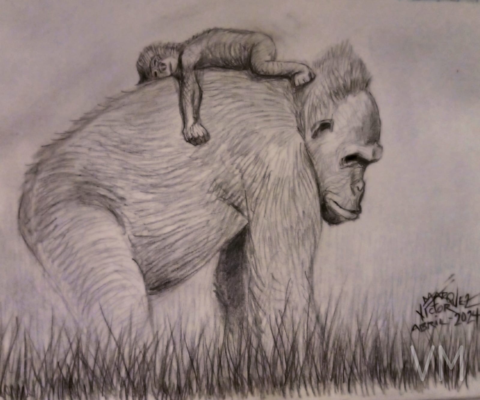 Gorila caminando con su cría dormida sobre la espalda, escena tierna de la naturaleza.